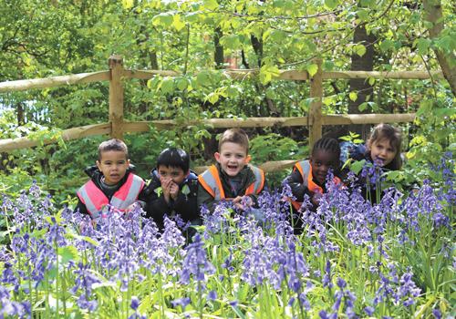 Bluebells Paddington Rec