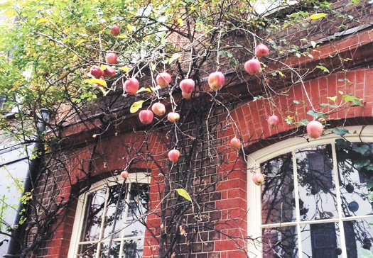 Apple tree