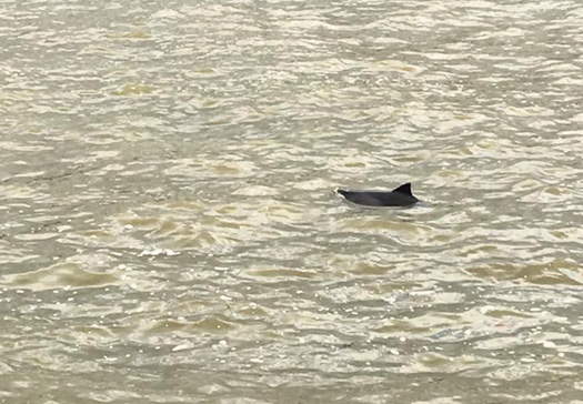 Dolphin comes up for air near Westminster Bridge dolphin