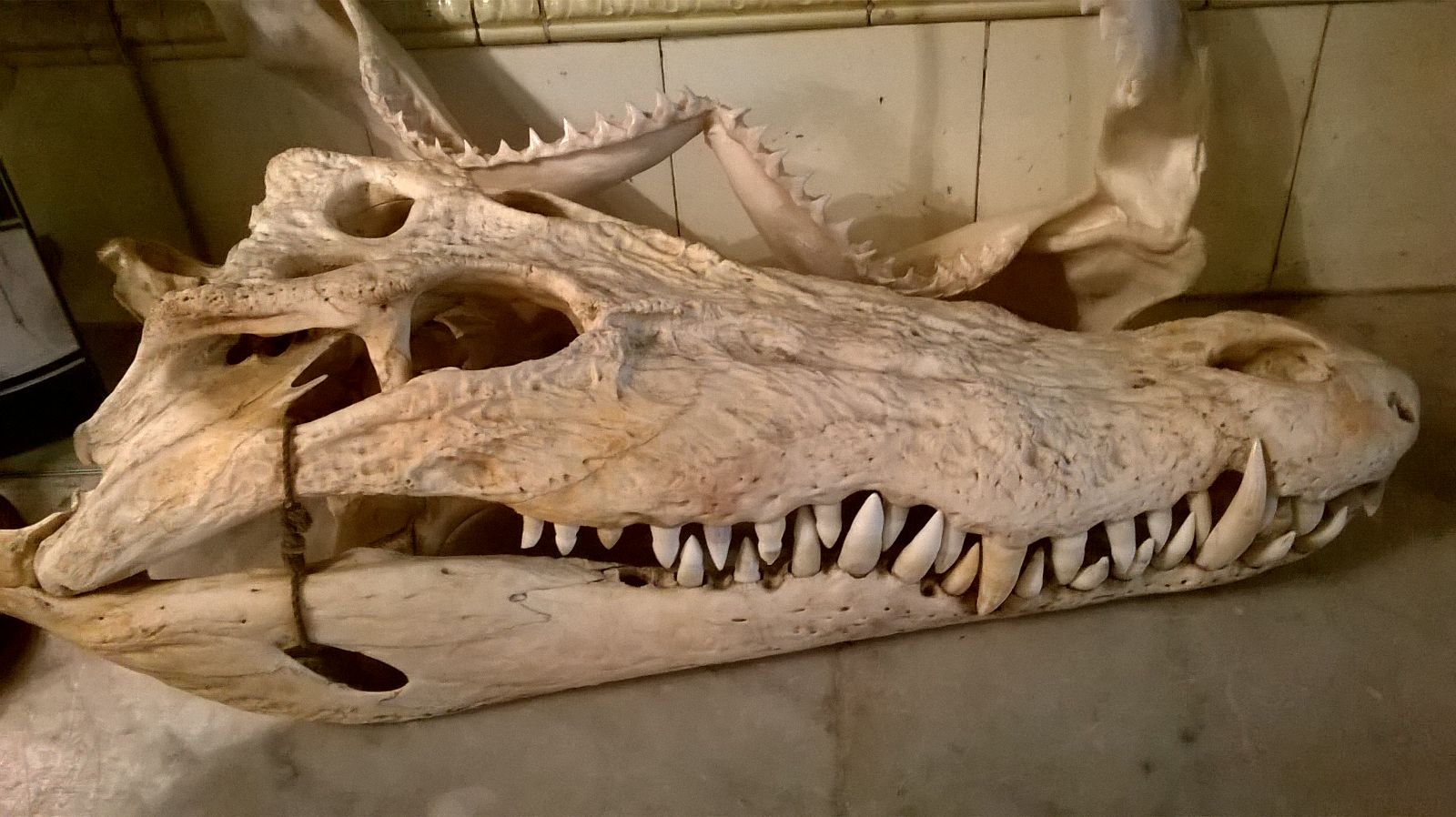 Skull collector fined after wildlife crime bust A crocodile head