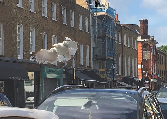 Seagull