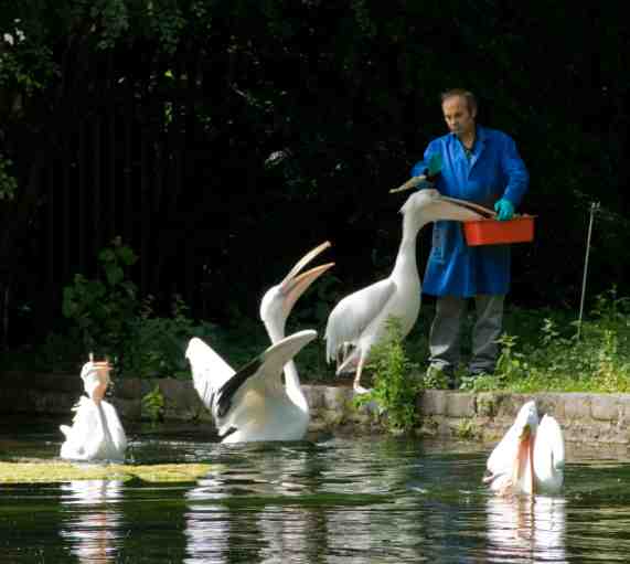 Westminster People: Malcolm Kerr, parks man with the pelican brief pelicans