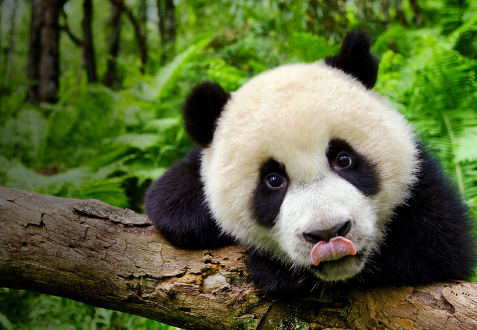 Dan Carrier’s movie news: Earth: One Amazing Day Earth_One Amazing Day_Panda