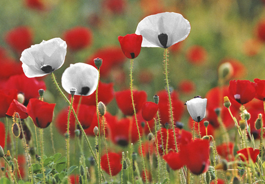 Poppies