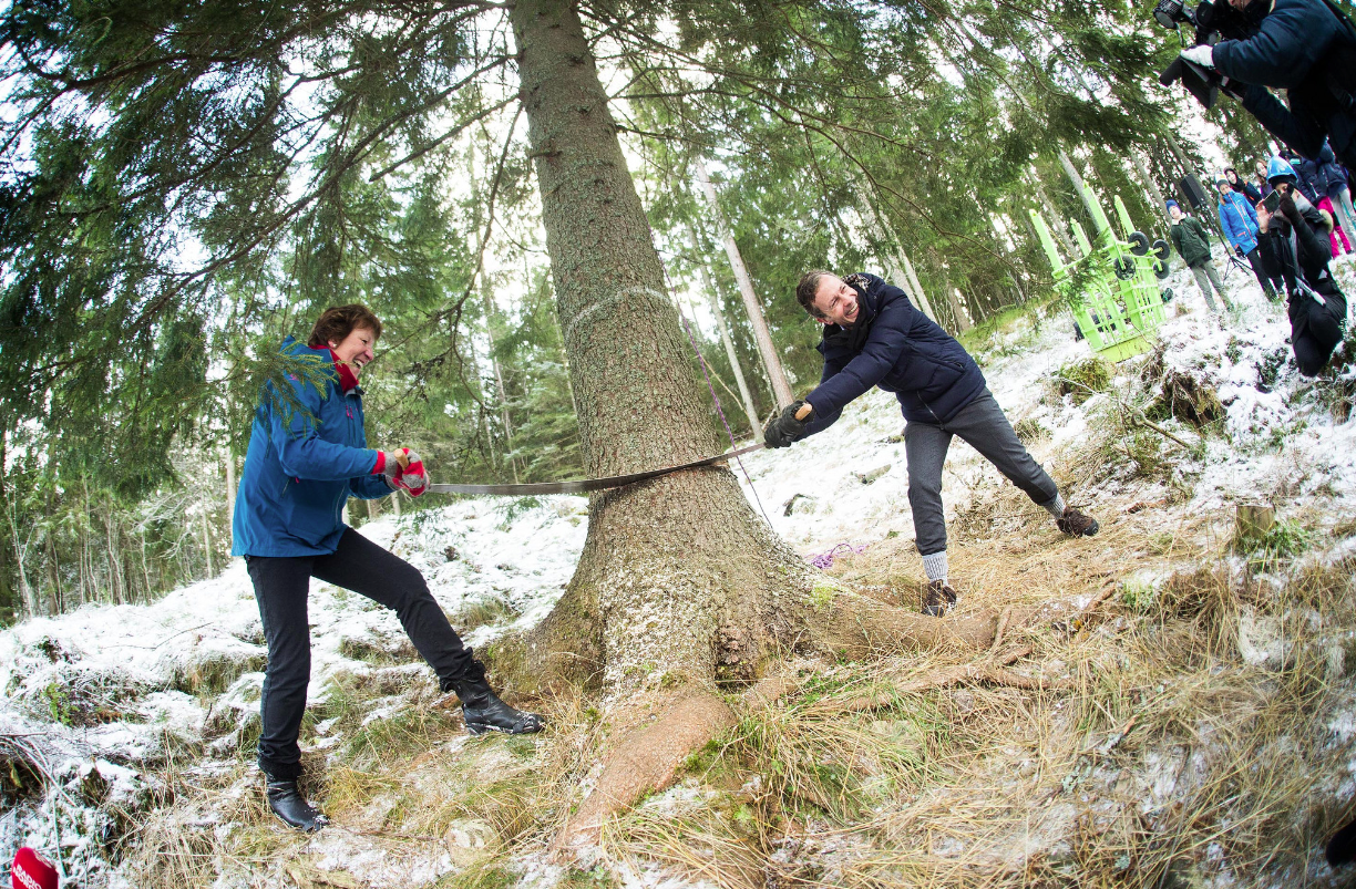 Oslo tree felling