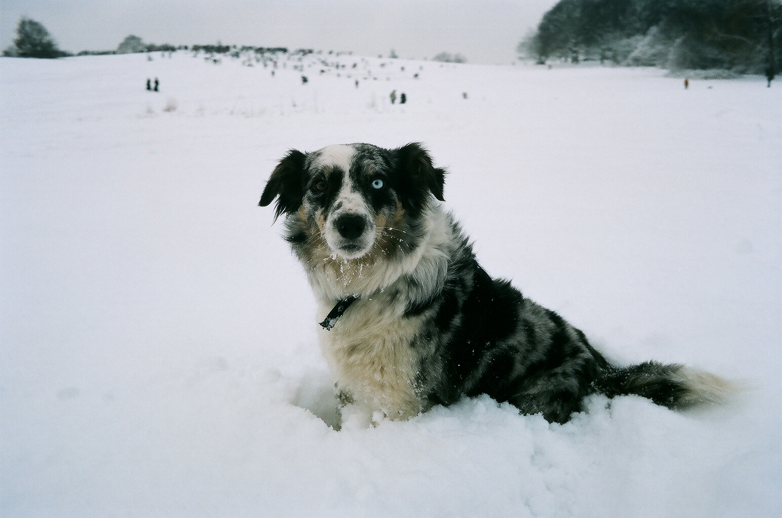 Beady dog banned