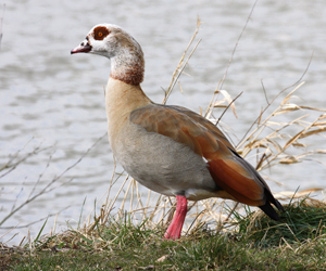 Egyptian Geese