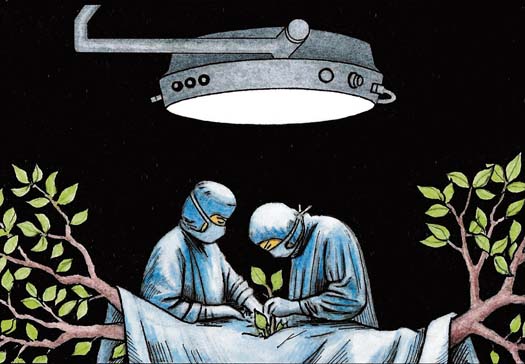 Even if a tree is sick it might not be terminal Tree Surgery cartoon