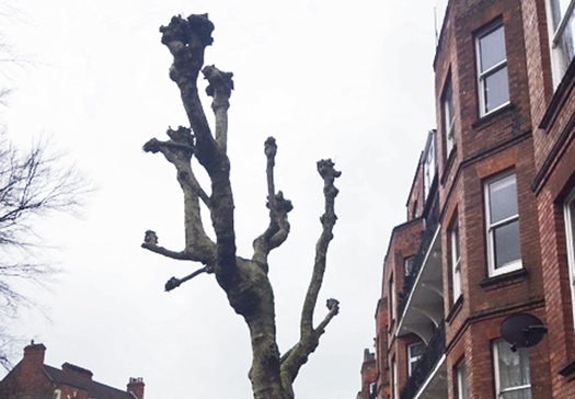 Trees in NW5