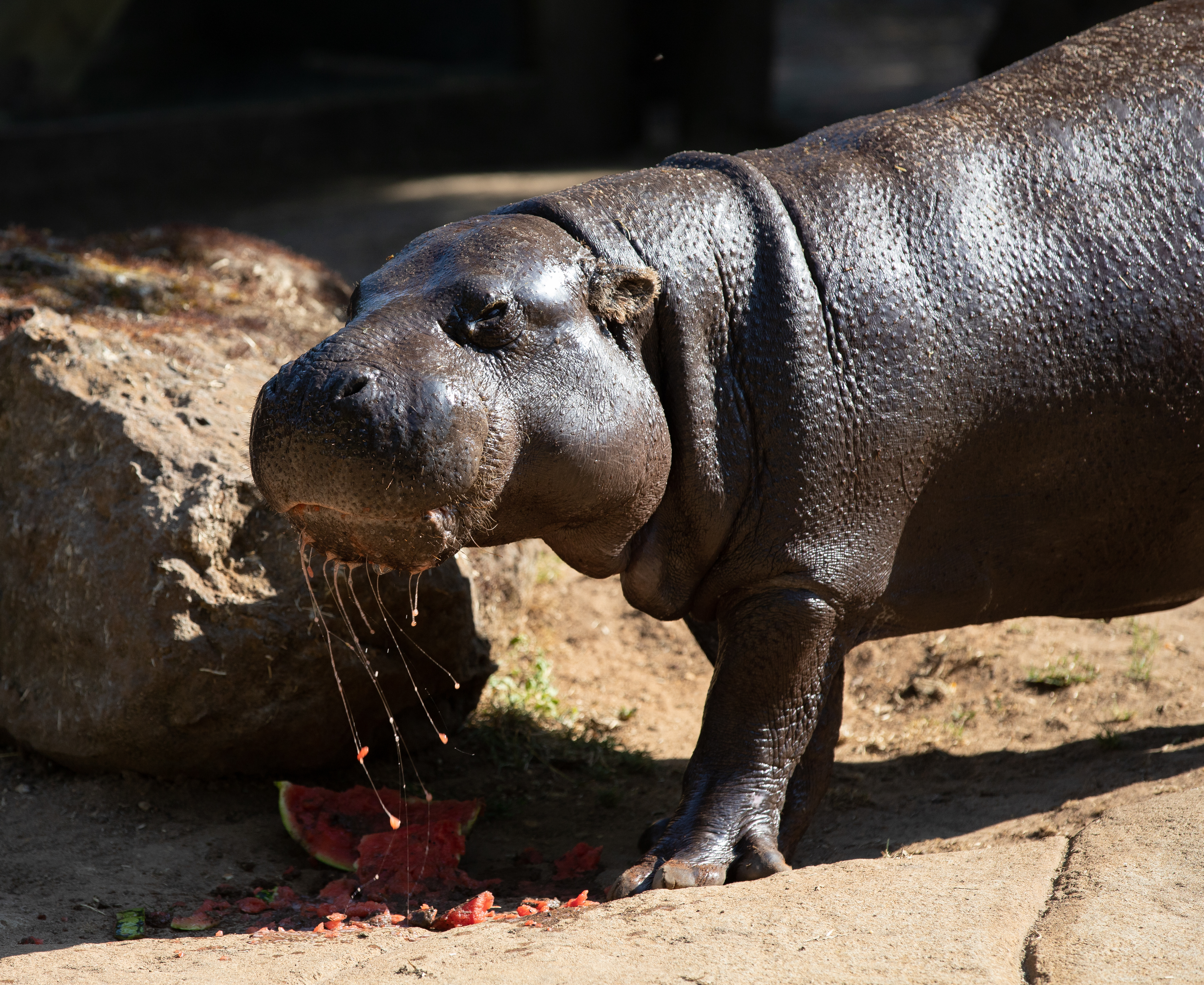 Animals feast on tasty treats to keep cool Nicky pygmy hippo enjoys hot weather treat