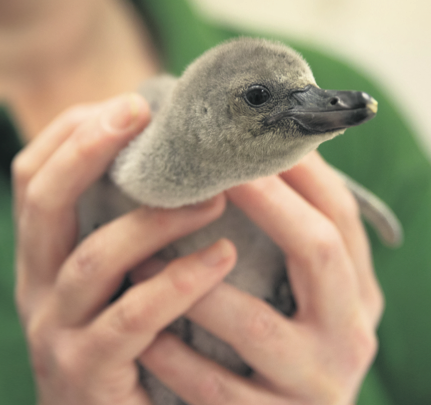 Premature penguin baby saved by zookeepers screen-shot-2018-07-20-at-16-18-42
