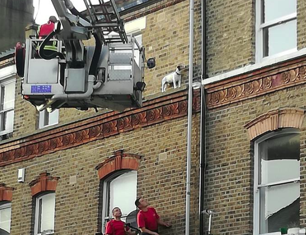 Max the dog in dramatic rescue from ledge screen-shot-2018-08-17-at-17-15-00
