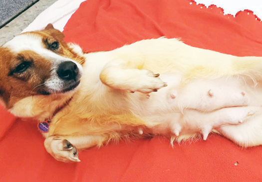 Dog, Fay, used for breeding shows why government ban on puppy farms can’t come soon enough Fay on her back first arrived MAYHEW