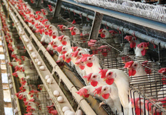 Battery hens BastosSaPauloBrazil