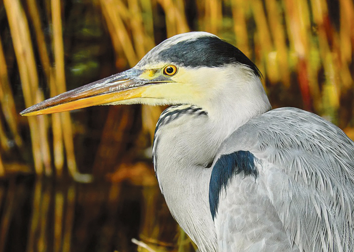 In praise of park herons Grey heron