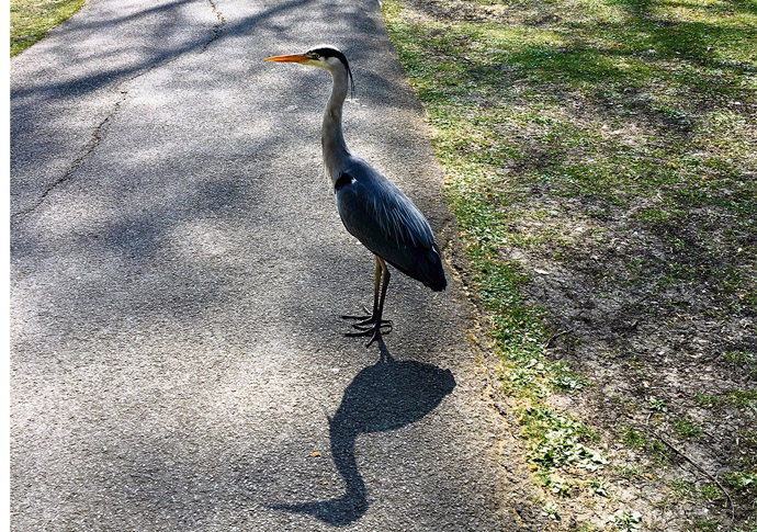 Tale of the lonesome heron Heron