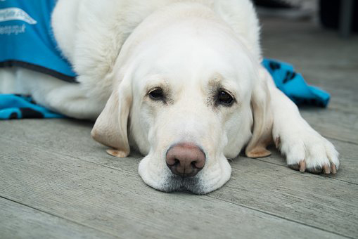 Cycling for pets and vets dog