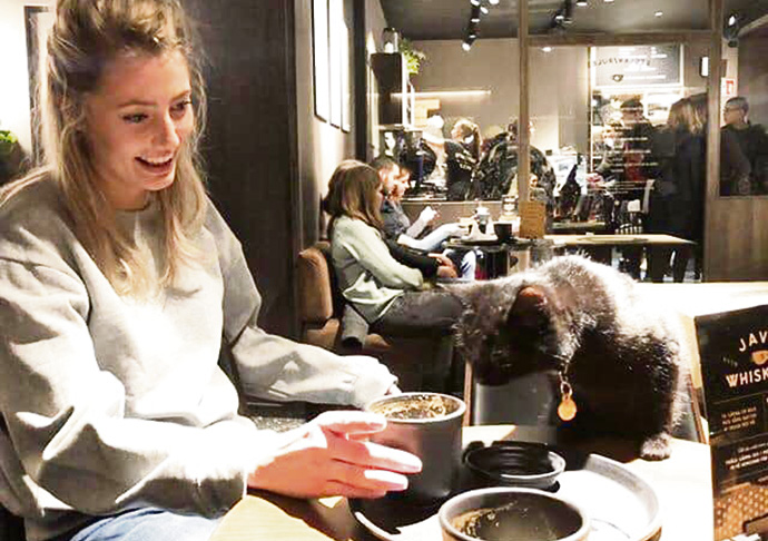 ‘Can I have a catppuccino, please?’ Moggies and mochas at cafe cat cafe1