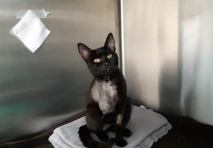 Tiny kitten with horrific injuries dumped on Mayhew’s doorstep overnight Mayhew Kitten