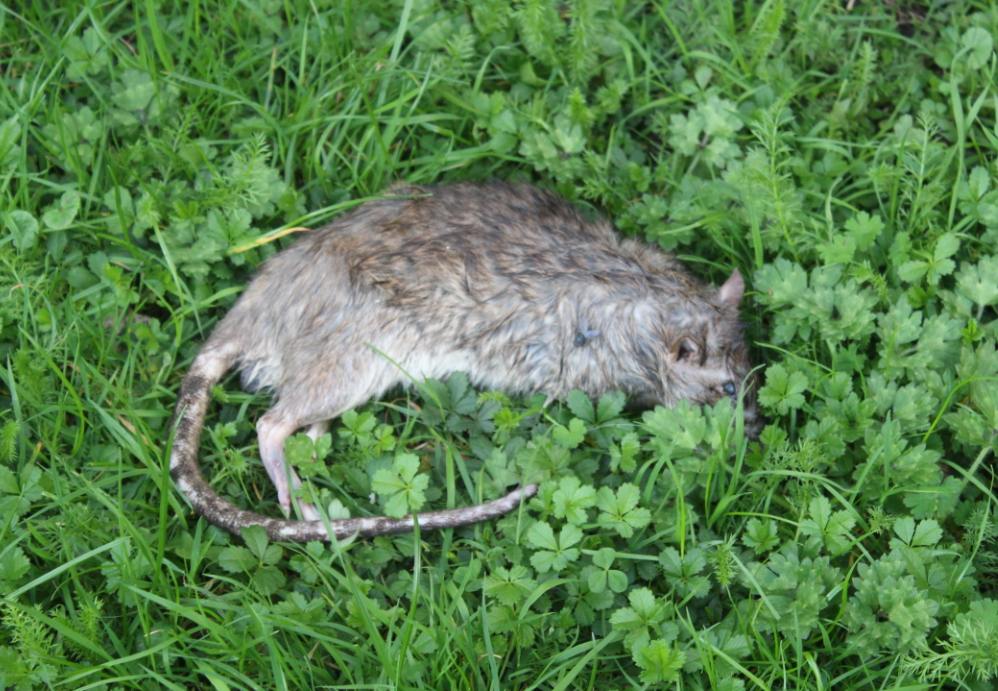 HS2’s statement on rats is offensive rats