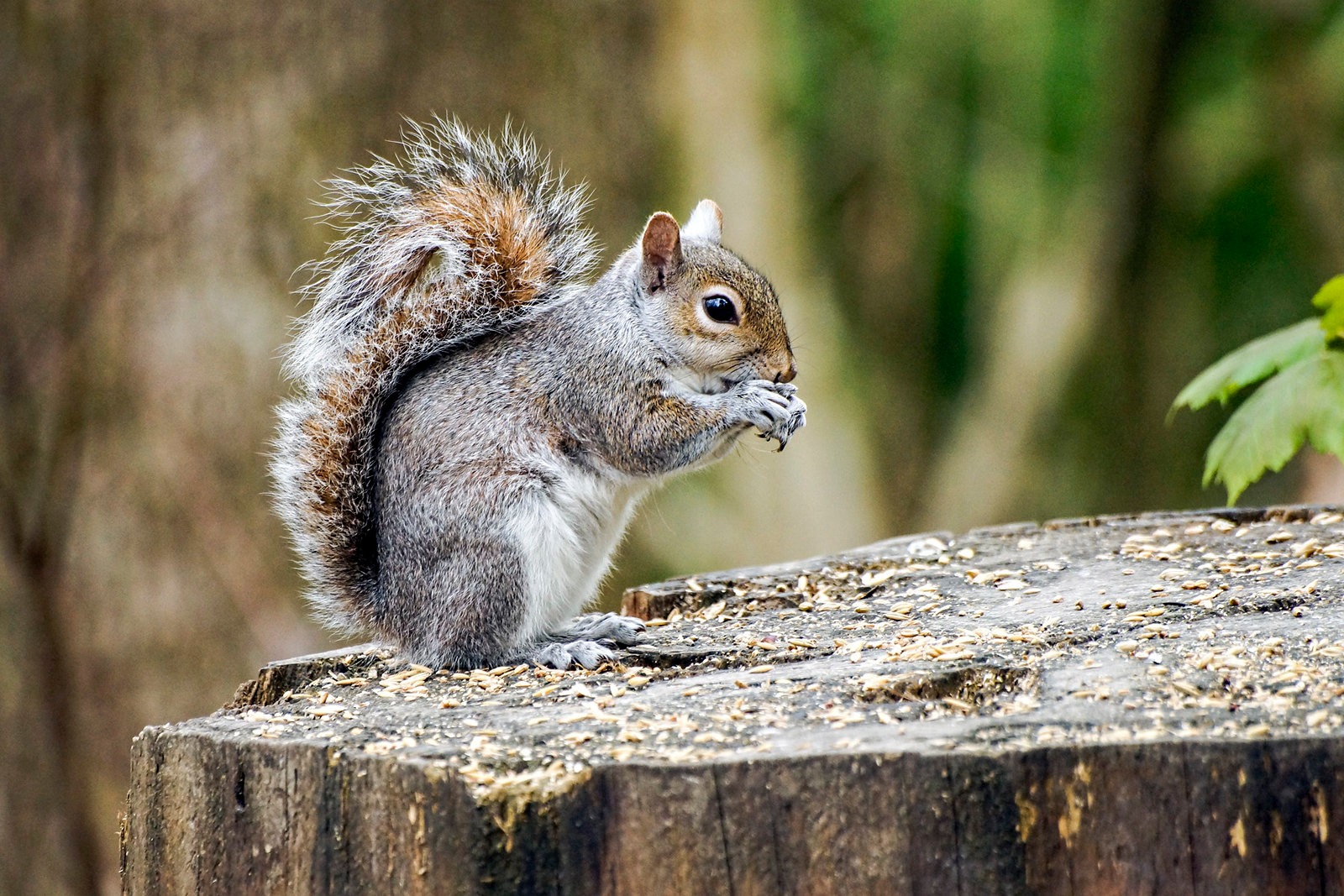Squirrel cull in parks is nuts, says animal campaign group creedit chris sutton camdennewjournal october 2019 Image 2019-10-03 at 11.07.19 (19)