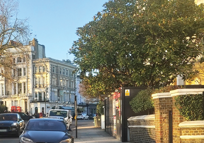 Why don’t our trees merit protection? Magnolia tree on the right