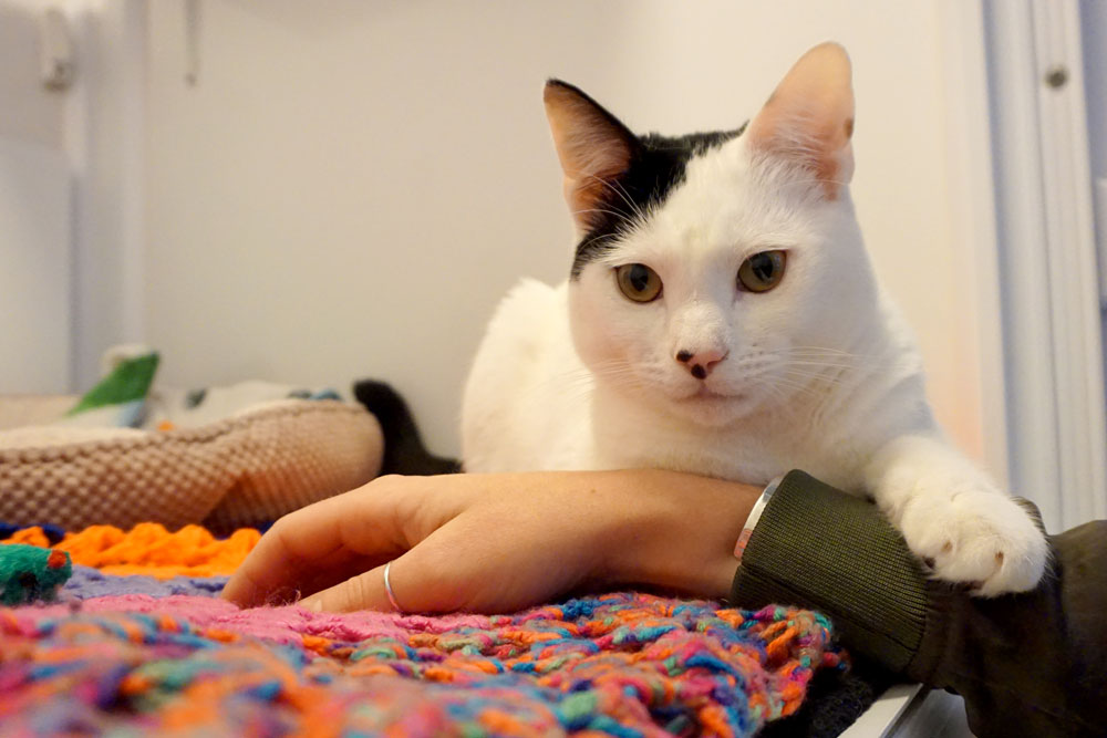 Cat found abandoned outside animal welfare centre Luka paw hold