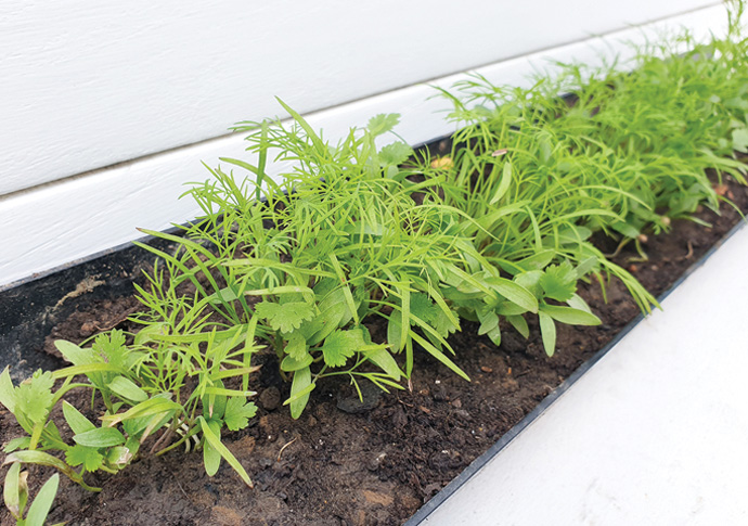 Micro greens