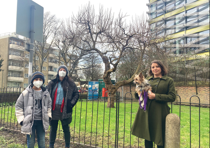Petition to save mulberry tree from the axe Mulberry tree