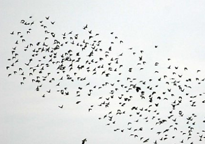 Murmuration