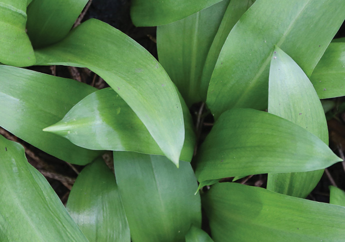 Wild garlic
