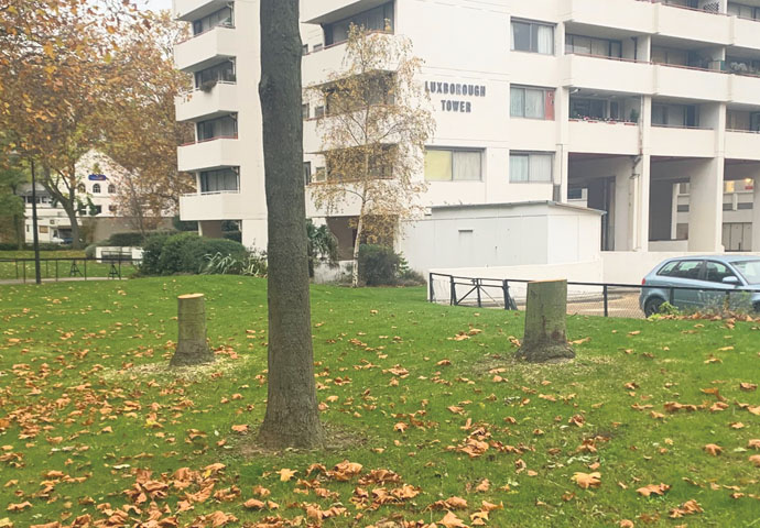 Mature trees by Luxborough Tower_now gone