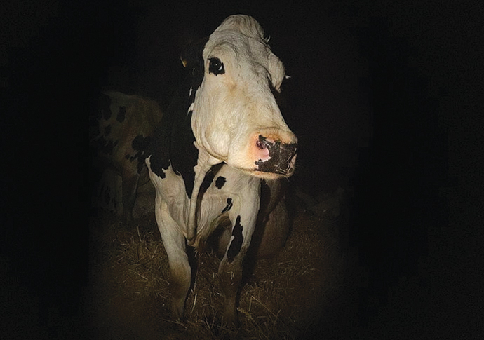 Cow by Andrea Arnold