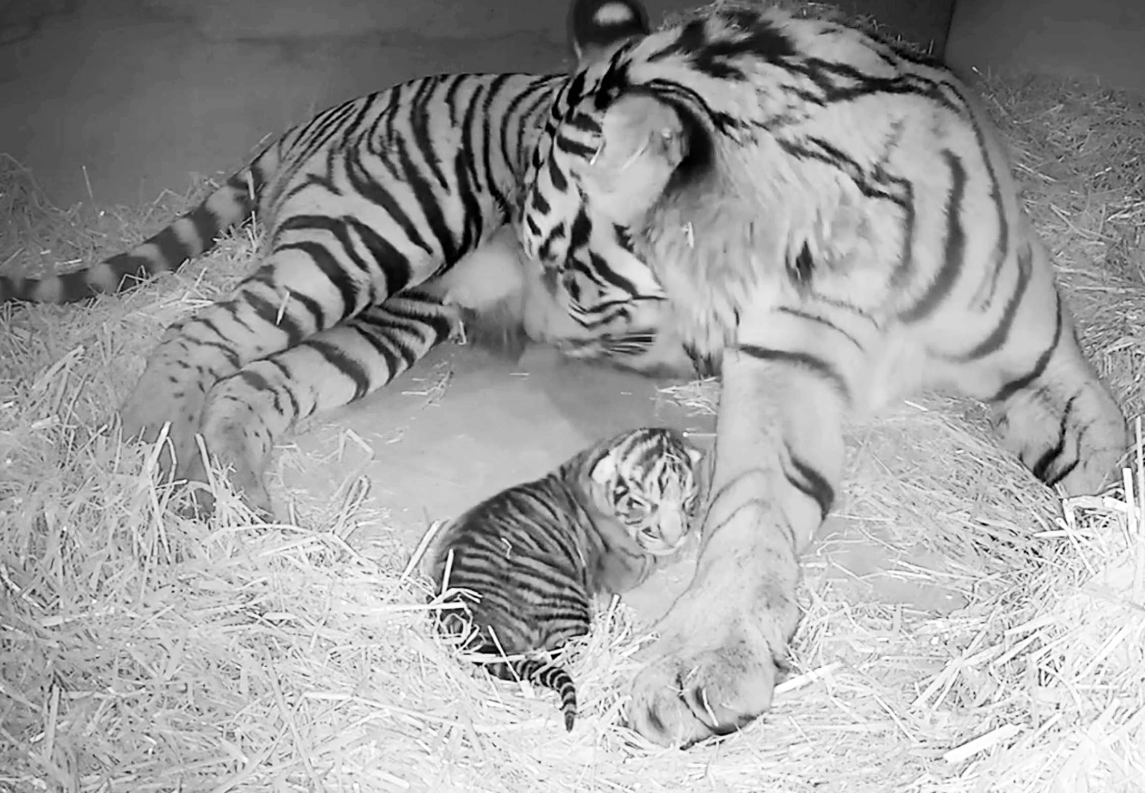 How lucky to have the zoo on our doorstep Tiger on cubcam at London Zoo_photo ZSL London Zoo