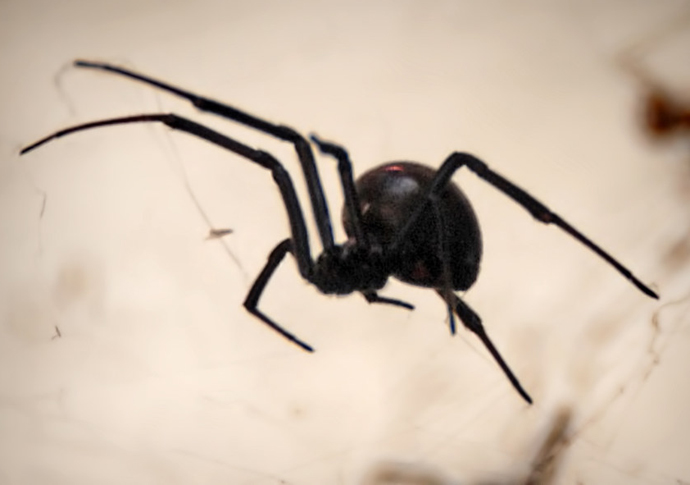 pic credit: Chris Yarzab.. Black widow