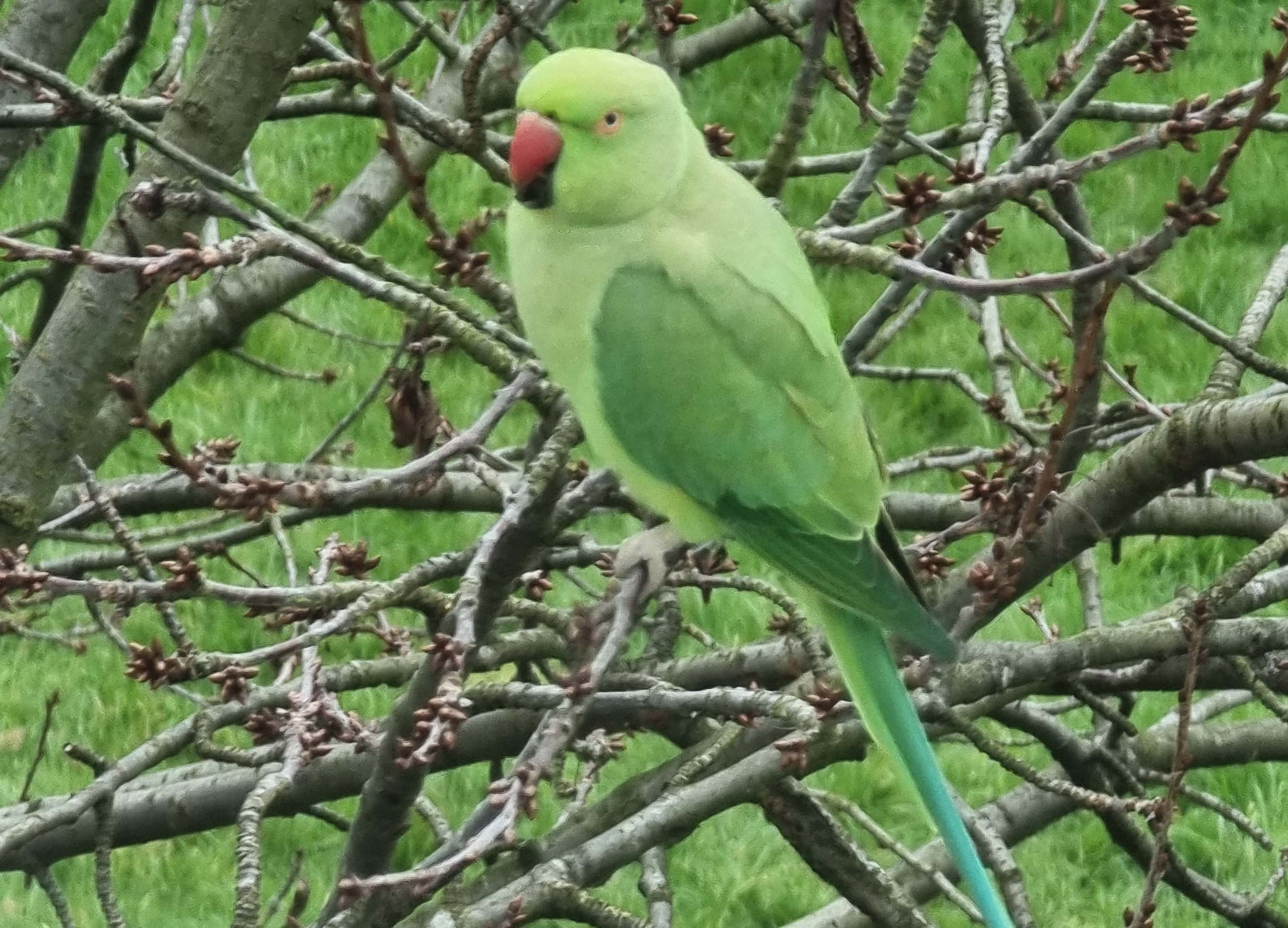 For the birds Parakeets