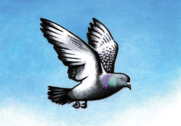 A good idea to start training up pigeons again? Pigeon cartoon_John Sadler