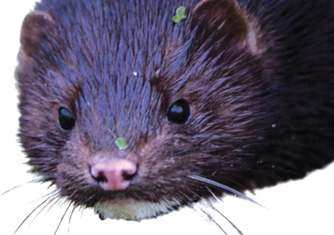 Harrington: Quite a minx is the mink Mink