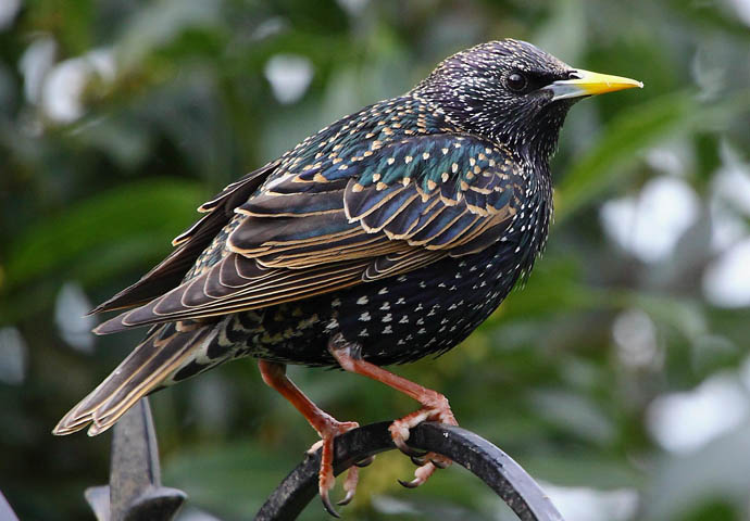 These birds sing to you but will take your food Starling_credit Tim Felce (Airwolfhound)_CC BY-SA 2.0