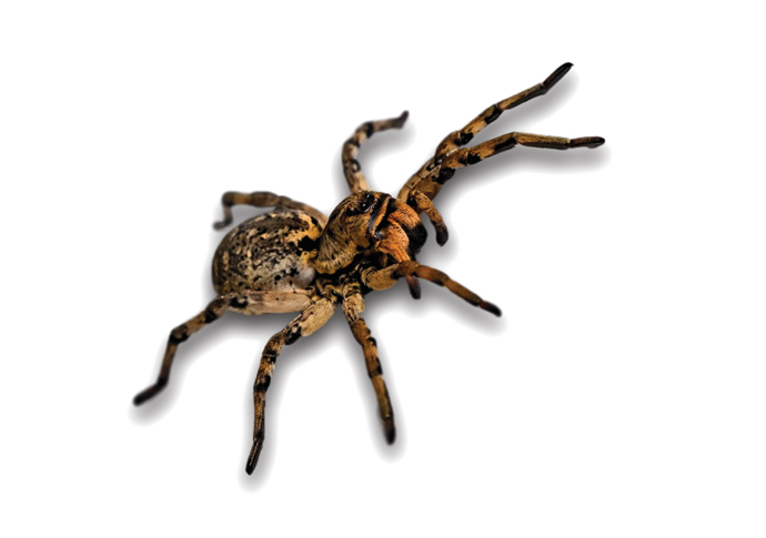 Spider