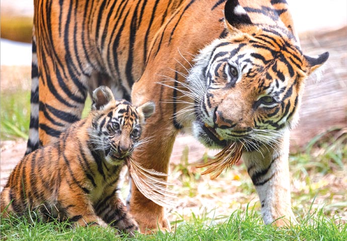 Meet stripy siblings Inca, Crispin and Zac Sumatran tiger cub Inca with dad Asim (c) George Cuevas ZSL London Zoo (1)