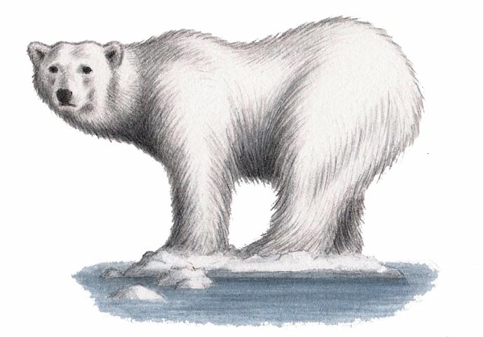 Polar Bear_John Sadler