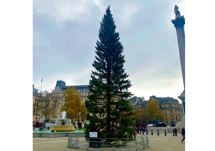 Spruce in the square: ‘Perhaps we should stop knocking it just because it doesn’t look like it’s out of Disney’ Trafalgar Square Christmas tree