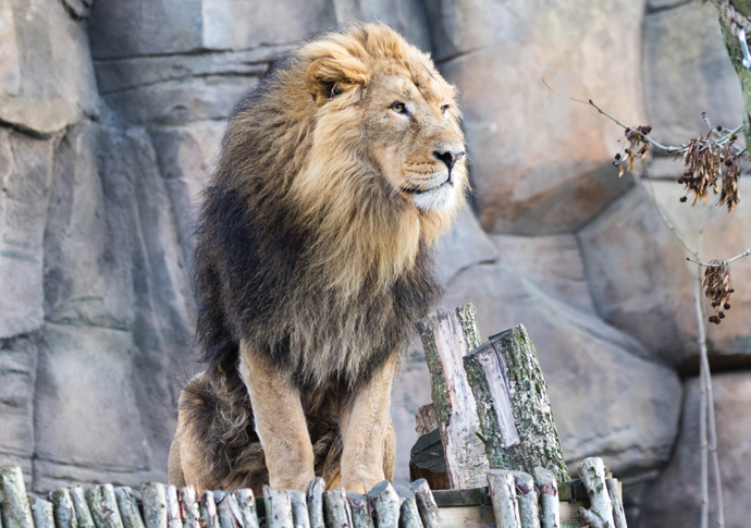 Having a lion-in ZSL London Zoo Asiatic Lion. Bhanu credit ZSL