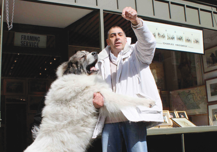 Harrington_Pyrenean Mountain Dog
