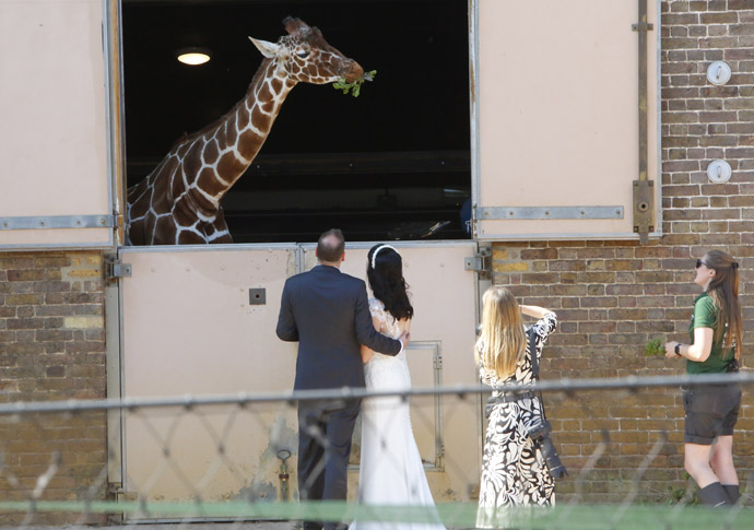 Giraffe _58A7692