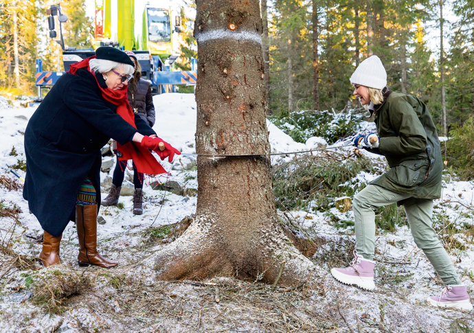 spruce oslo