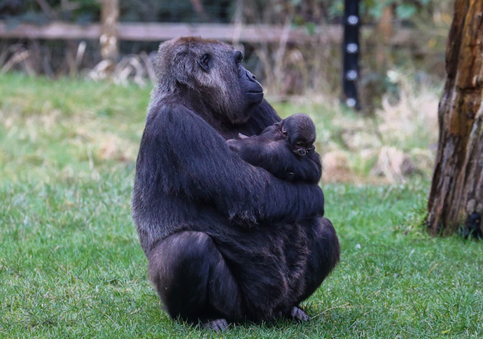 Gorilla Effie