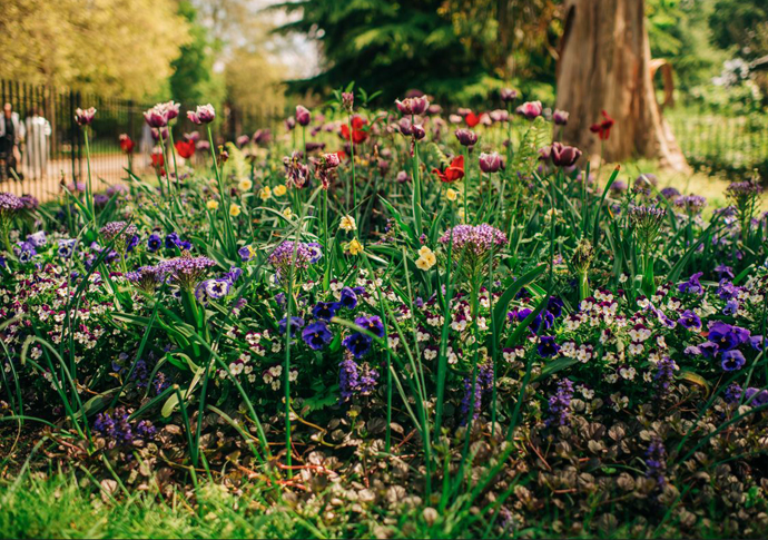 spring flowers hyde park cTRP