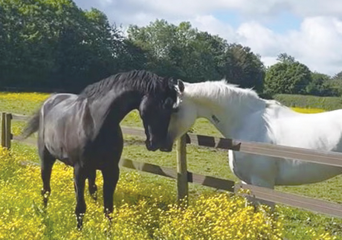 Harrington: The fields seem more fun than the streets Harrington_horses Quaker and Vida
